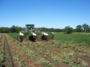 A digger-shaker uproots the peanut plant, shakes off the dirt and turns the plant upside down to dry.