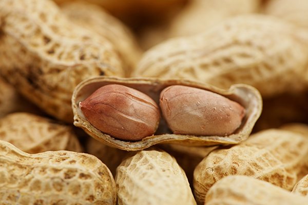 peanuts in a shell - peanut allergy prevention is possible with early intervention